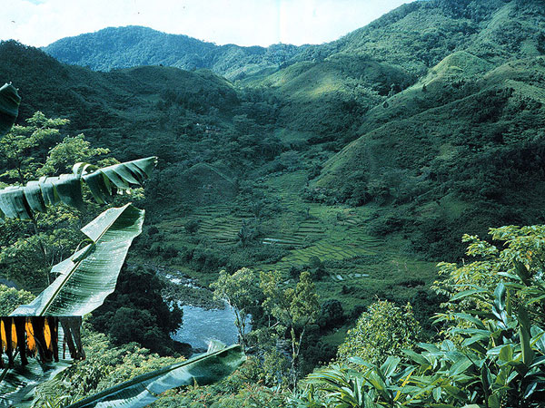 Những khu rừng nhiệt đới v&ocirc; c&ugrave;ng hấp dẫn